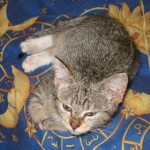 A very young Grum, you can see some of the bald patches on her feet still