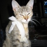 Grum with her bandage while waiting to go to a vet who would listen.