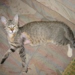 Grum, her wound healed, but her leg still not in full use yet.