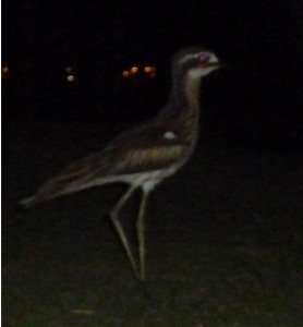 curlew1