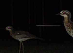 curlew2