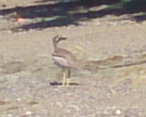 average quality, but the best I could do on a phone at a distance