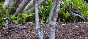botanic garden BSC