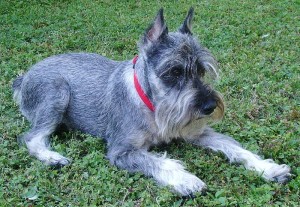 Tubby is a schnauzer